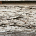 macro closeup of really rough white rotting wood background texture