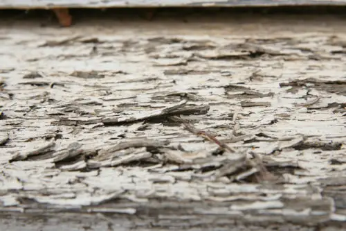 macro closeup of really rough white rotting wood background texture