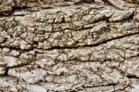 tree bark wood background texture