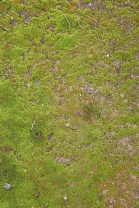 mossy rock or stone background texture