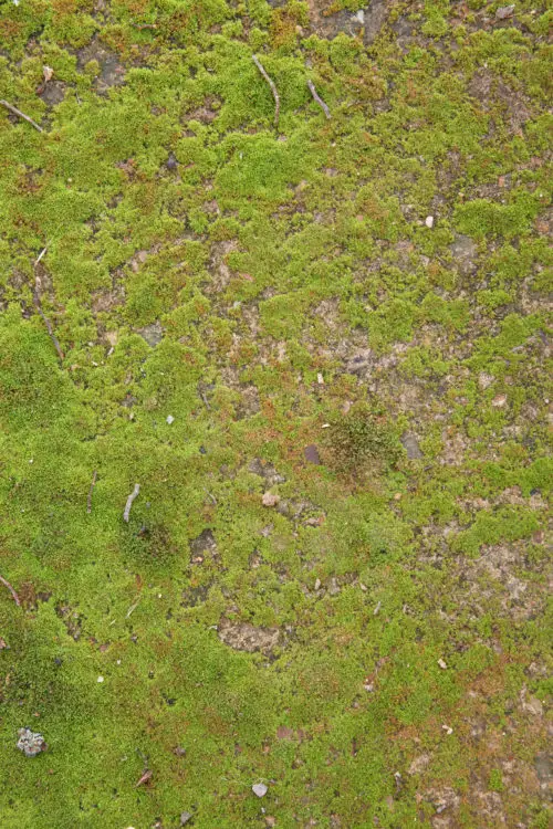 green lichen or moss texture background image