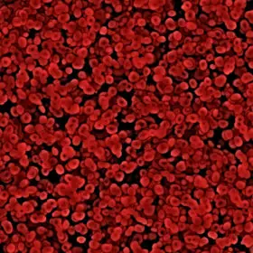 red blood cells under the microscope