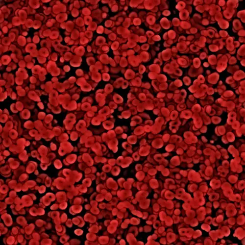 red blood cells under the microscope