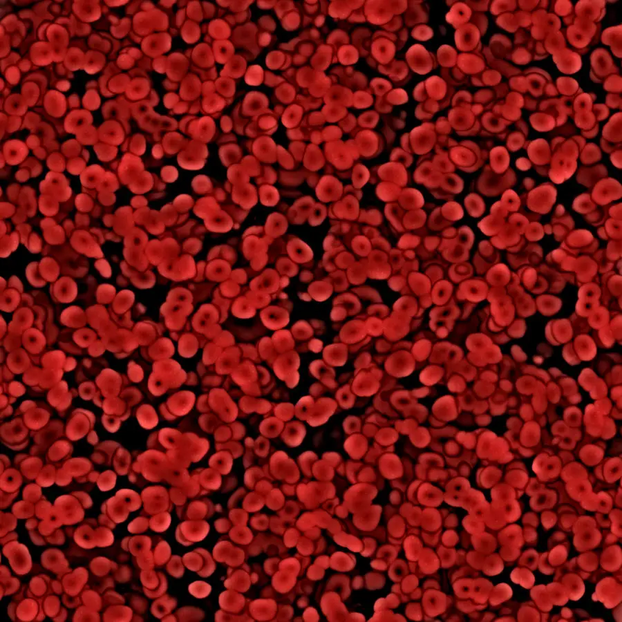 Excellent background image of red blood cells under the microscope