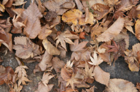 two brown autumn fall leaves background textures