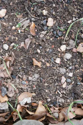 dirt and stones background texture