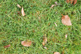 free textures background photo of a green grass lawn