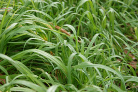 free textures background photo green grass