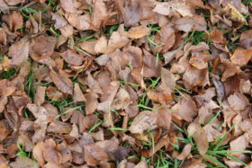 free textures background photo brown leaves on grass