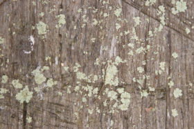 free textures background photo – scratched and rough old wood with lichen