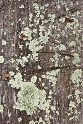 free textures background photo – rough old wood with more lichen