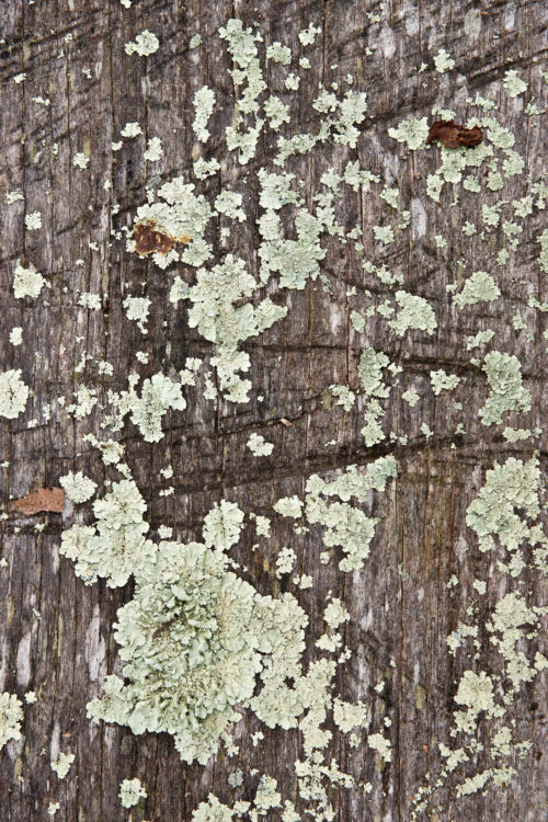 free textures background photo - rough old wood with lichen