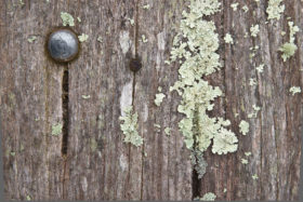 free textures photo – rough old wood with lichen