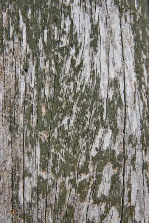 rough old painted wood background texture