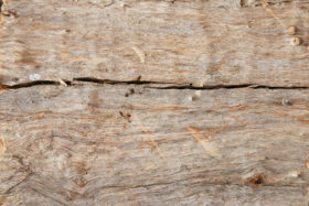 free textures background photo of an old wooden log #1