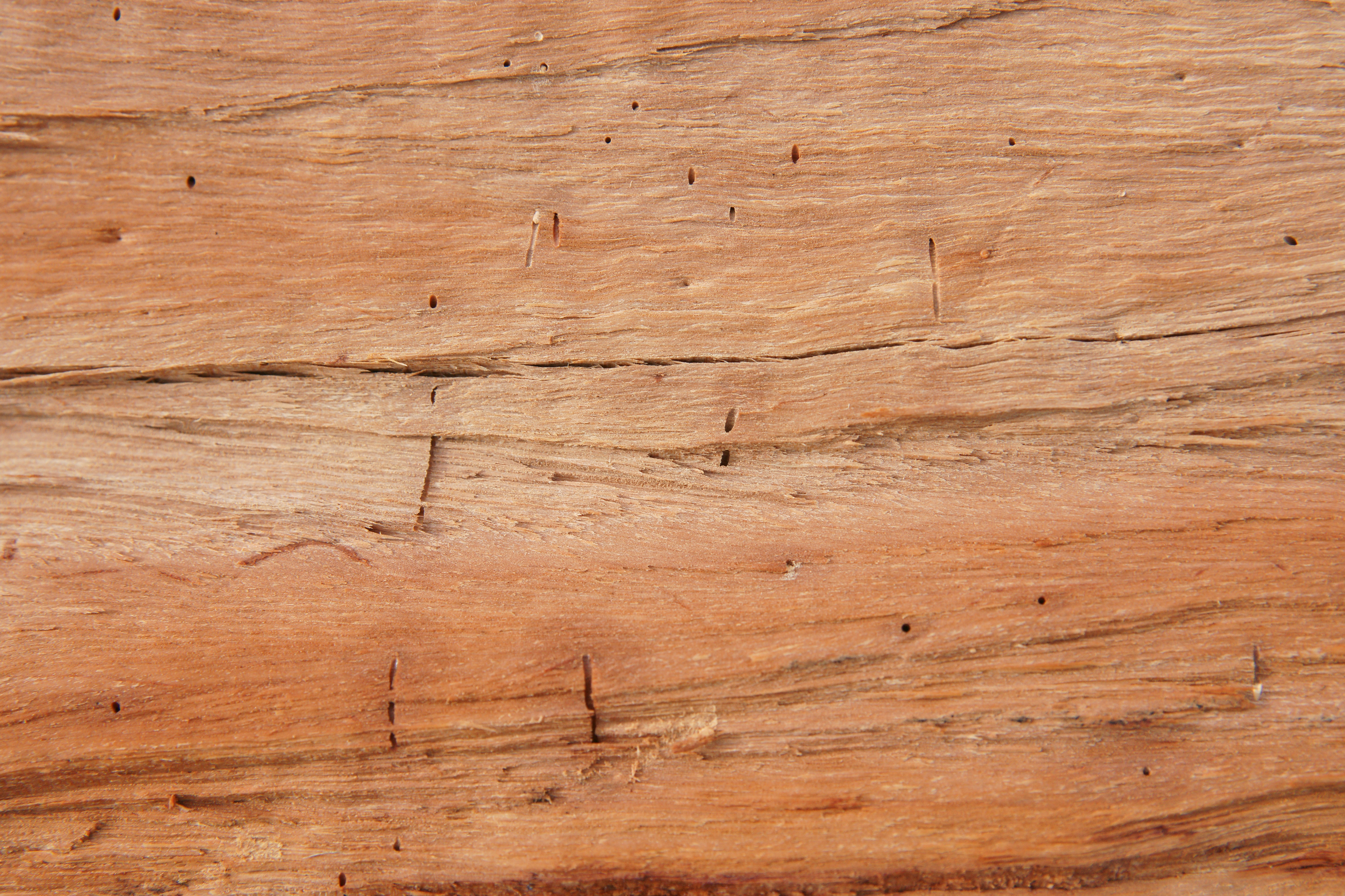 cut log tree rings wood background wooden texture | www.myfreetextures