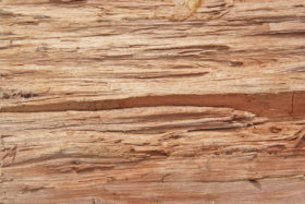 free textures background photo of an old wooden log #2