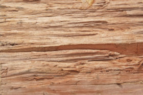great closeup of a cut tree log wooden texture