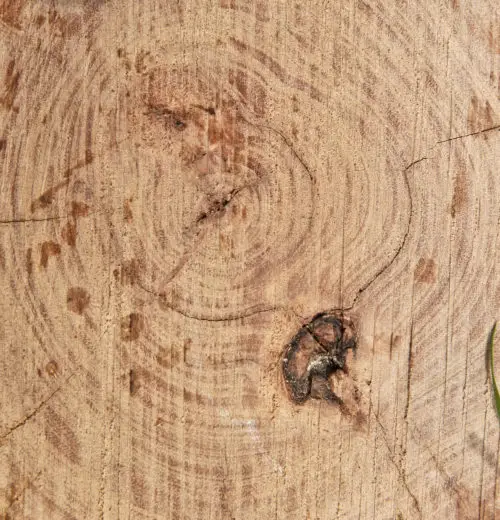 cut tree log wooden texture