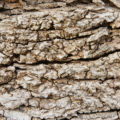 rough tree bark high resolution background texture