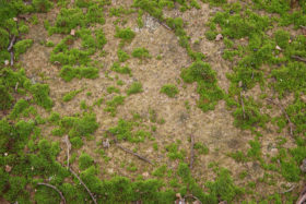 moss on stone free background texture