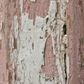 rough old wood with peeling paint background texture