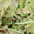 green leaves of a plant background texture