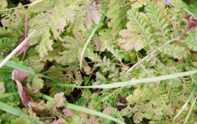 green leaves of a plant background texture