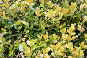 yellow leaves of a hedge background free textures