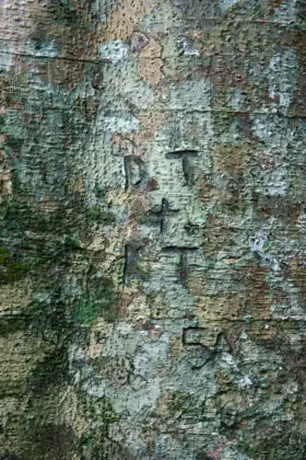 really grungy tree bark texture