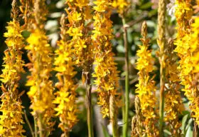 yellow flowers background texture