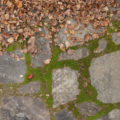 moss, leaves and stone path pavers background photo