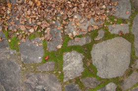 2 images of leaves on a stone path