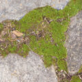 closeup of stone path pavers and moss background
