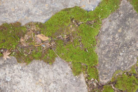 2 closeup images of a mossy stone path
