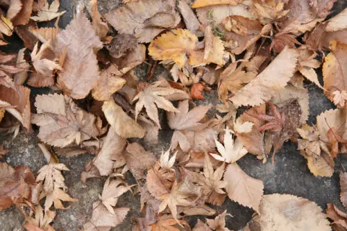 old dry autumn leaves on the path