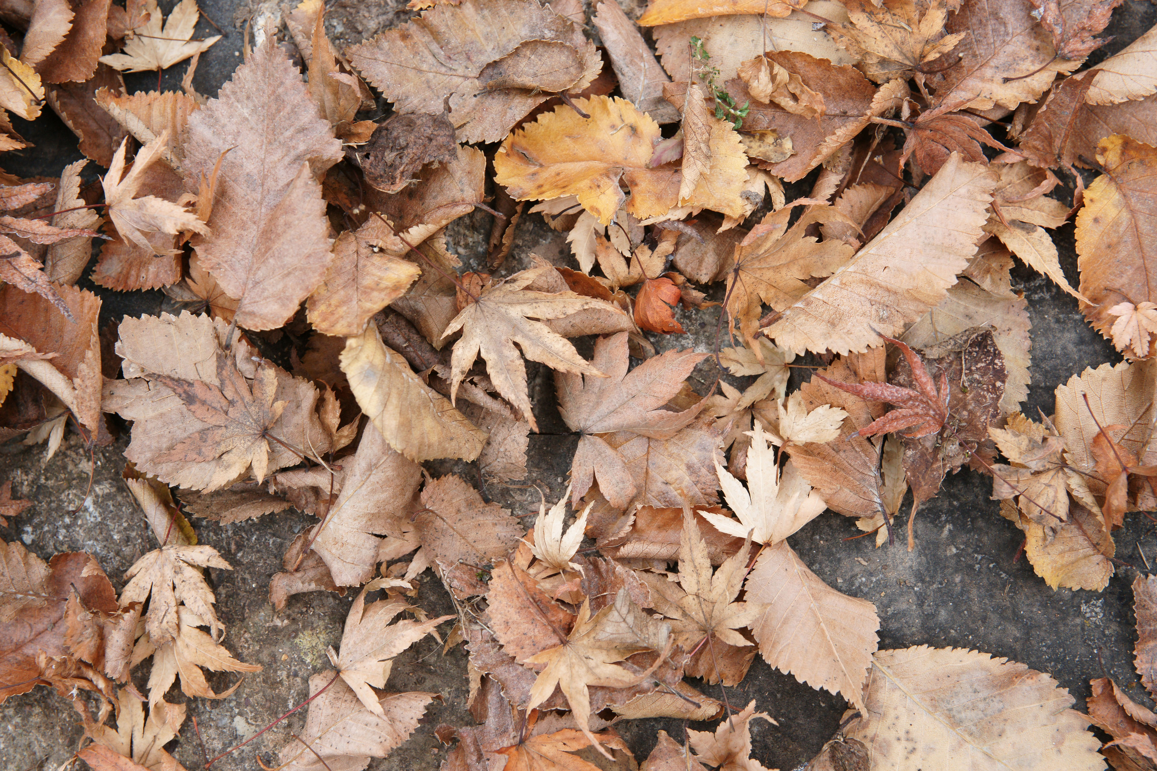 Two background images of brown old dry leaves on the ground