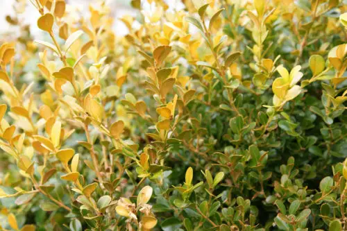 yellow hedge tree background texture