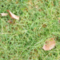 background image of green grass texture