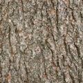 Elm tree bark background background