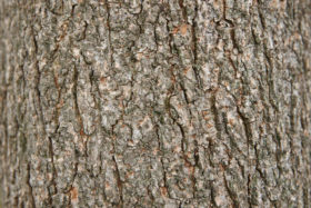 Two great elm tree bark textures
