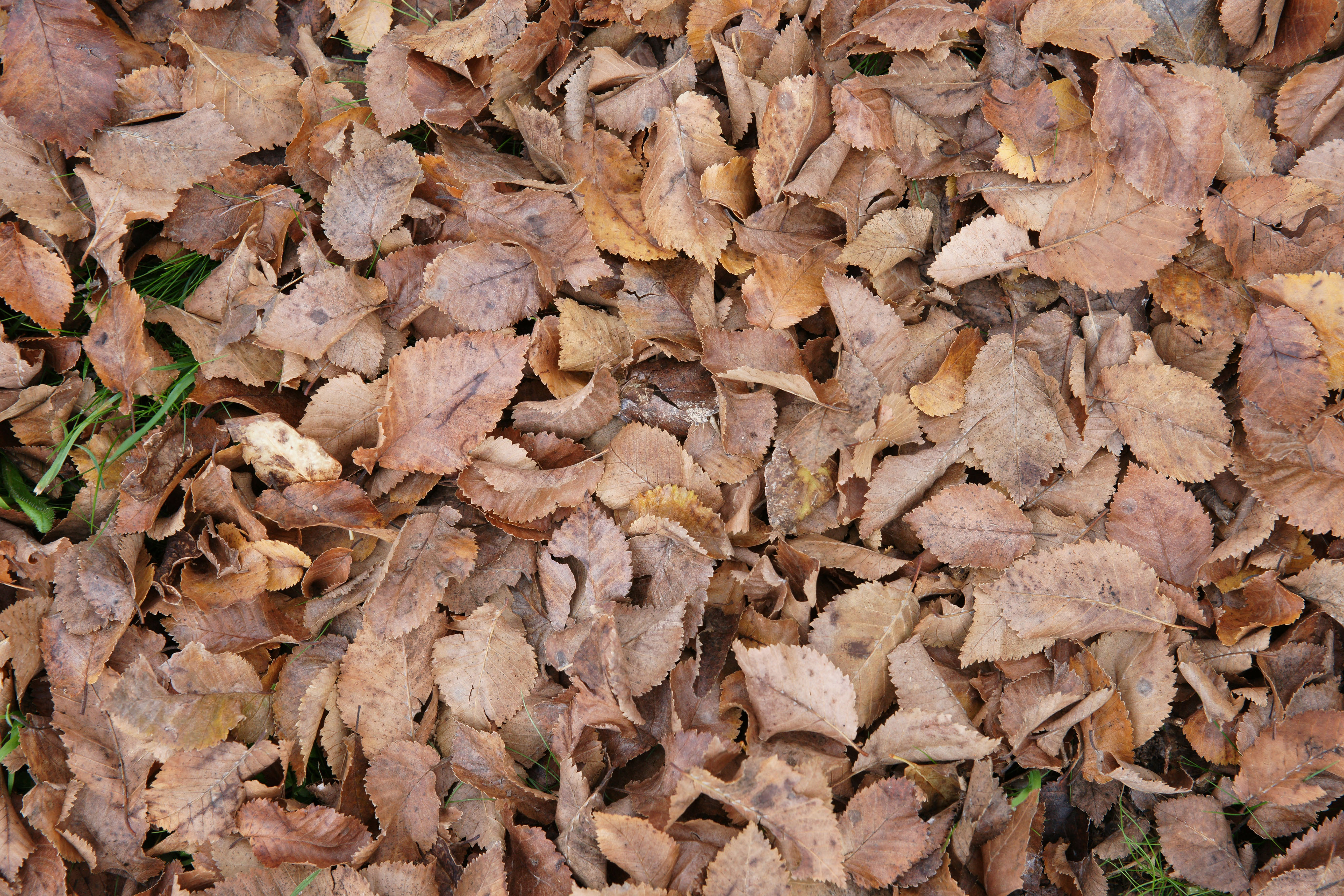 brown fall leaf