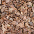 Free Brown Fall Leaves Background Texture