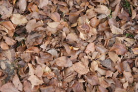 Brown Autumn or Fall Leaves Texture