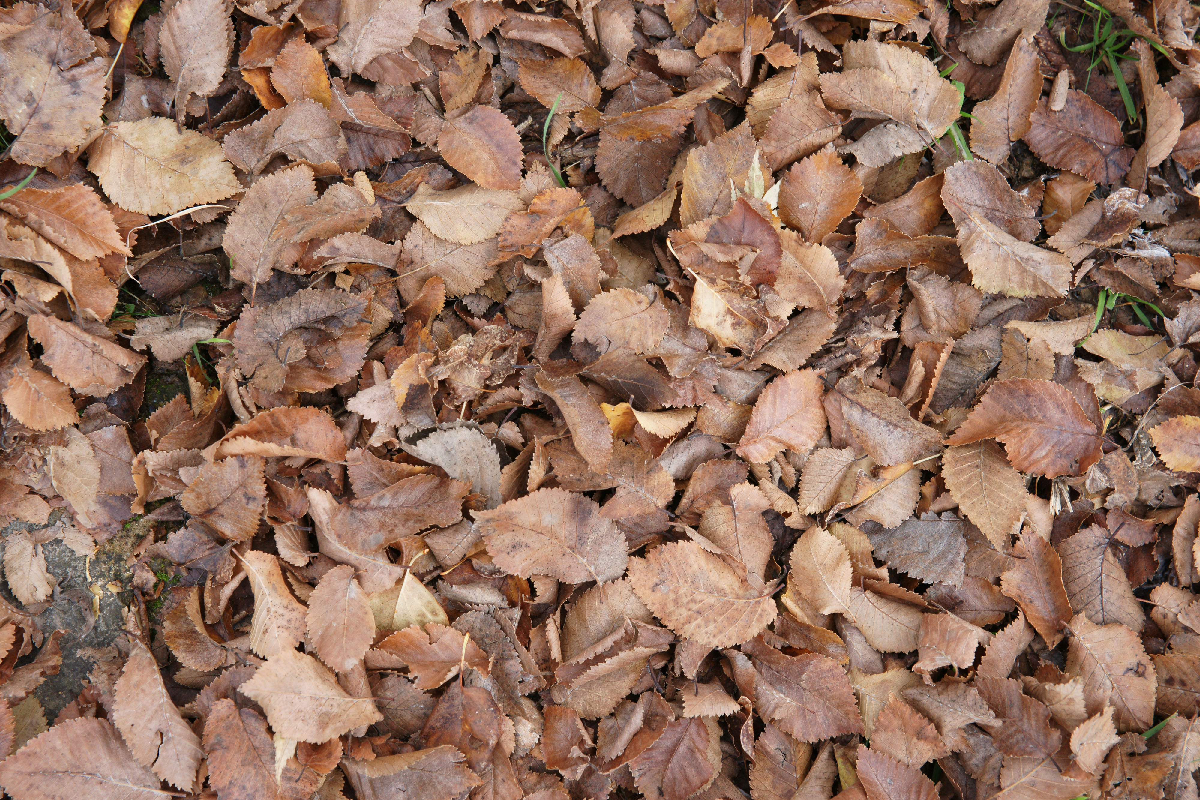 brown fall leaf