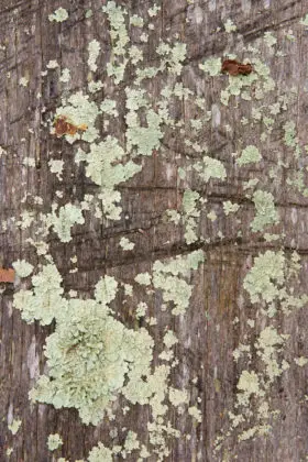 Three images of dry moss on a log