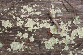free mossy wood background image