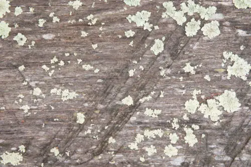 free mossy wood texture