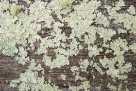 free wood and moss texture