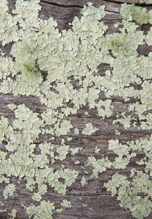 wood and moss background texture image